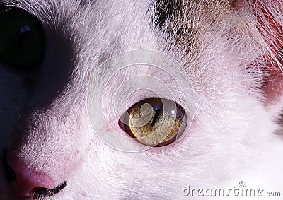 A cute local cat with pink nose Stock Photo