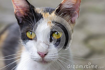 A cute local cat with pink nose, in shallow focus Stock Photo