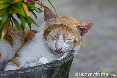 A cute local cat sleeping in the flower pot, shallow focus Stock Photo