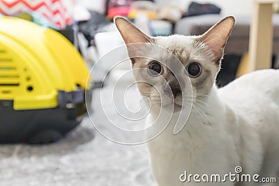 Cute Local Cat Stunned Look Stock Photo