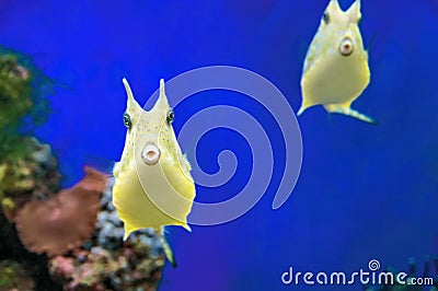 Cute Longhorn Cowfish ridiculous exotic coral fish. Yellow tropical funny fish on blue background. Stock Photo