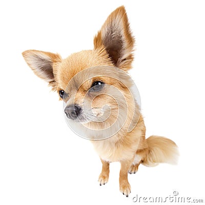 Cute looking Chihuahua on white Stock Photo