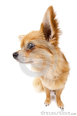 Cute looking Chihuahua on white Stock Photo