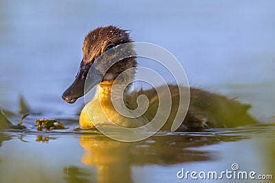 Cute looking duckling swimming in park pond Stock Photo