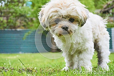 Cute looking maltese shih tzu Stock Photo