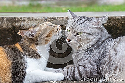 Cute and lovely calico female cat kissing male american shorthair cat on the ground at the city road. love and romantic moments. Stock Photo