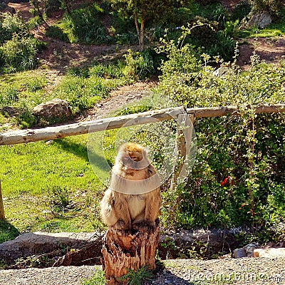 A cute and lovely monkey very close Stock Photo