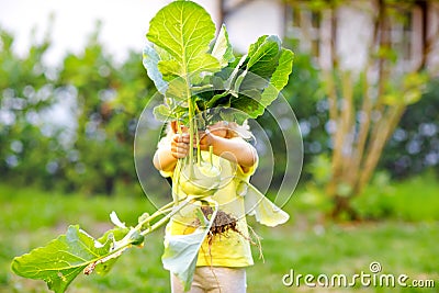 Cute lovely toddler girl with kohlrabi in vegetable garden. Happy gorgeous baby child having fun with first harvest of Stock Photo