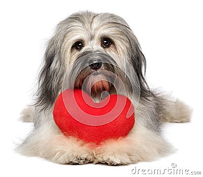 Cute lover Valentine Havanese dog with a red heart Stock Photo