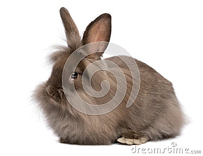 A cute lying chocolate lionhead bunny rabbit Stock Photo