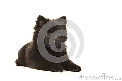 Cute lying down black pomeranian puppy dog isolated on a white b Stock Photo