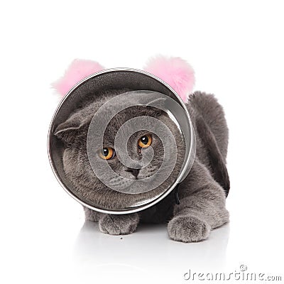 Cute lying scotish fold wearing cone and pink ears headband Stock Photo