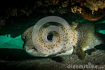 Cute macro creatures underwater off the Dutch Caribbean island of St Maarten Stock Photo