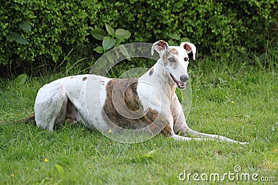 Cute Magyar agar dog lying on the grass Stock Photo