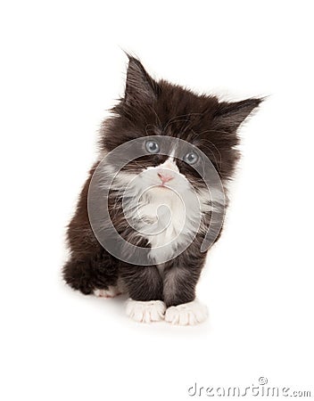 Cute Maine Coon kitten Stock Photo