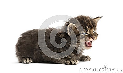 Cute Maine coon kitten meowing Stock Photo