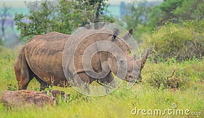 A cute male bull white Rhino in Kruger National Park Stock Photo
