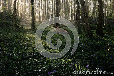 Cute Malinois dog sitting on the ground in a peaceful wooded area Stock Photo