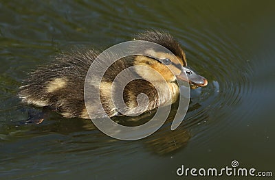 A cute Mallard duckling, Anas platyrhynchos, searching for food in a river. Stock Photo