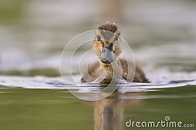 A cute mallard duckling (Anas platyrhynchos) swimming in water Stock Photo