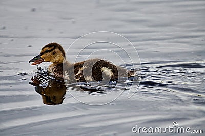 Cute Mallard duckling swims about the pond Stock Photo