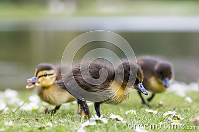 Cute Mallard ducklings Anas platyrhynchos feeding among daisie Stock Photo