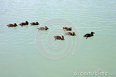 Cute Mallard ducklings on lake Stock Photo