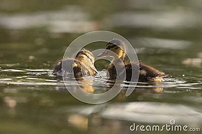 Cute mallard ducklings on pond Stock Photo