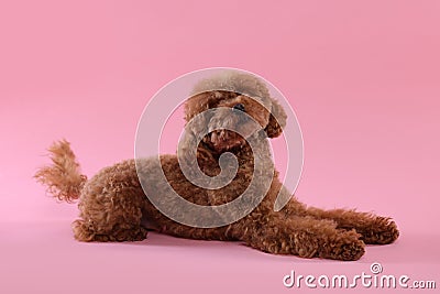 Cute Maltipoo dog on pink background. Lovely pet Stock Photo
