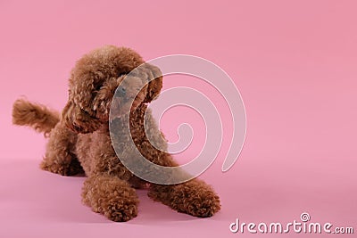 Cute Maltipoo dog on pink background, space for text Stock Photo