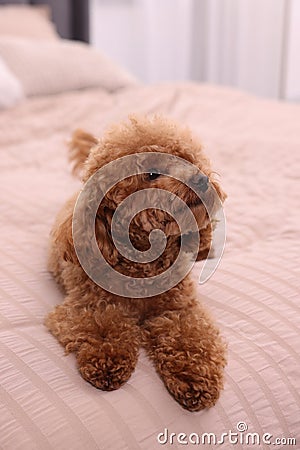 Cute Maltipoo dog on soft bed at home. Lovely pet Stock Photo