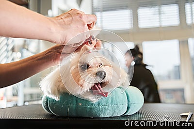 Cute maltipoo laying at the pillow and having hairstyle Stock Photo