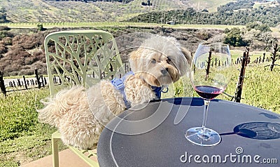 Cute Maltipoo puppy in the vineyard Stock Photo