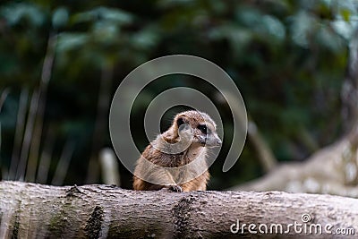 Cute mammal perched atop a tree branch in the zoo Stock Photo
