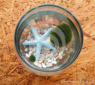 Cute marimo in glass jar. Marimo is a moss alive from Japanese lake Stock Photo