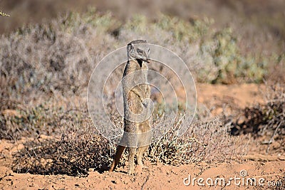 A cute meerkat in the desert of Oudtshoorn, South Africa Stock Photo