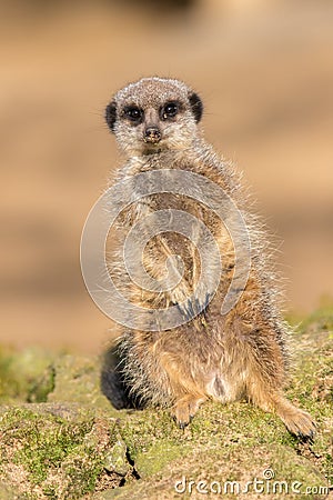 Cute meerkat portrait image. One leg shorter than the other Stock Photo