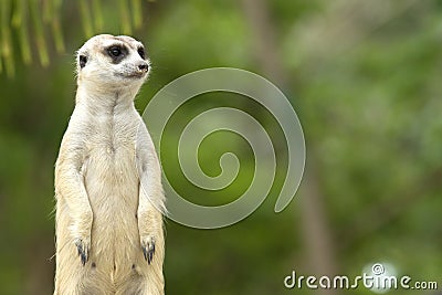 Cute meerkat standing Stock Photo