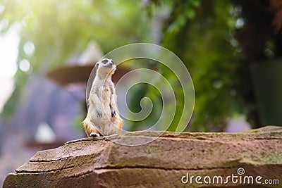 Cute meerkat standing on a rock Stock Photo