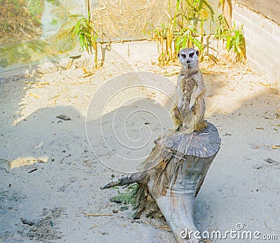 A cute meerkat standing on a tree stump a wild carnivore animal from the african desert Stock Photo