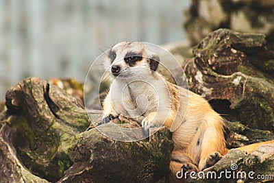 Cute meerkat suricata looking with curiousness on tree. Close-up Animal in nature wildlife Stock Photo