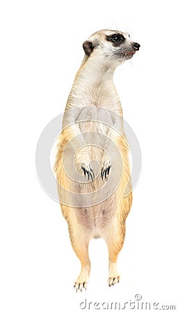 Cute meerkat Suricata suricatta isolated Stock Photo