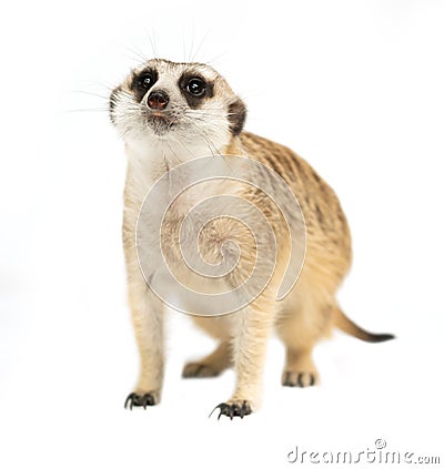 Cute meerkat Suricata suricatta isolated Stock Photo