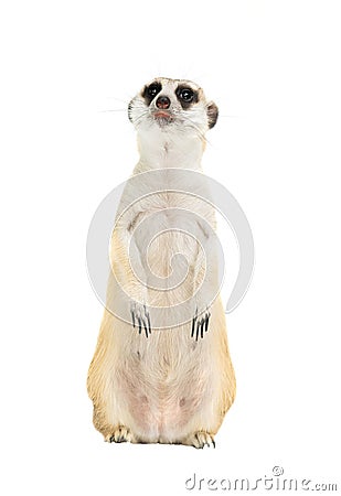 Cute meerkat Suricata suricatta isolated Stock Photo