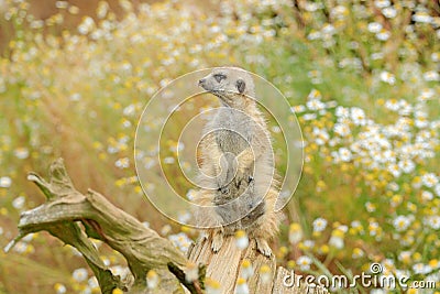 Cute Meerkat, Suricata suricatta, sitting on the tree trunk in white flower meadow, Namibia. Beautiful animal in the nature habita Stock Photo