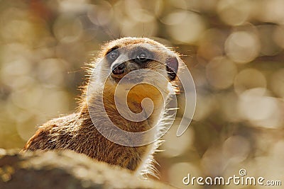 Cute Meerkat, Suricata suricatta, sitting on the tree trunk in white flower meadow, Namibia. Beautiful animal in the nature Stock Photo