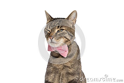 Cute metis cat feeling grumpy, wearing a pink bowtie Stock Photo