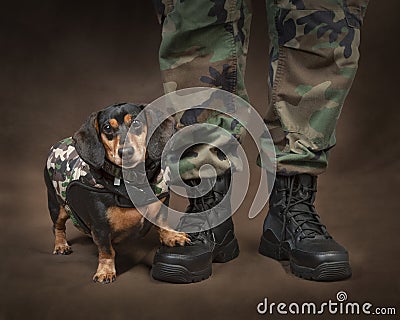 Cute Mini Dachshund Dressed As Soldier Stock Photo