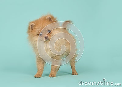 Cute mini spitz puppy dog standing and wagging its tail looking Stock Photo