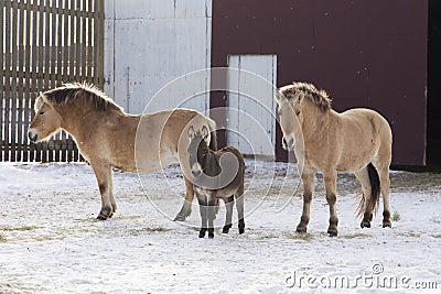 Cute miniature donkey standing staring between two small caramel coloured horses Stock Photo